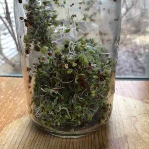 Broccoli sprouts help you fight cancer and detoxify your body