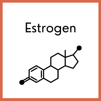 Estrogen Molecule