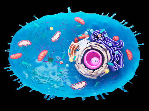 Single Cell with Mitochondria