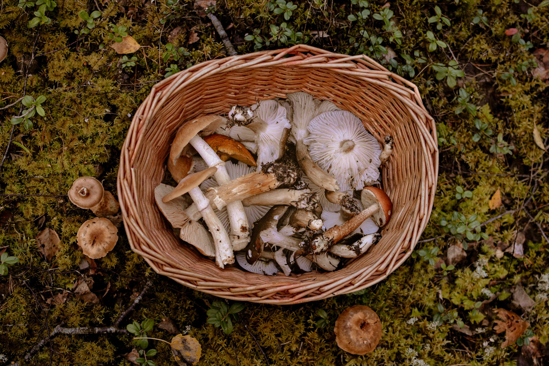 brown and white mushrooms in brown woven basket