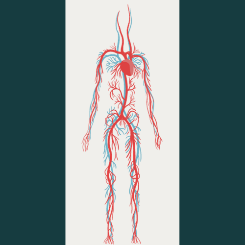 Circulatory system showing blood flow and heart